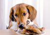 Human Foods You Should Never Feed Your Dog or Cat-petsourcing