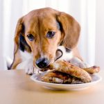 Human Foods You Should Never Feed Your Dog or Cat-petsourcing