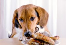 Human Foods You Should Never Feed Your Dog or Cat-petsourcing