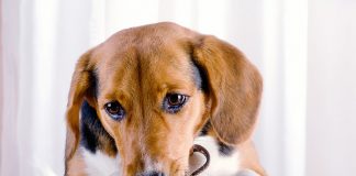 Human Foods You Should Never Feed Your Dog or Cat-petsourcing