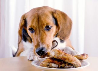 Human Foods You Should Never Feed Your Dog or Cat-petsourcing