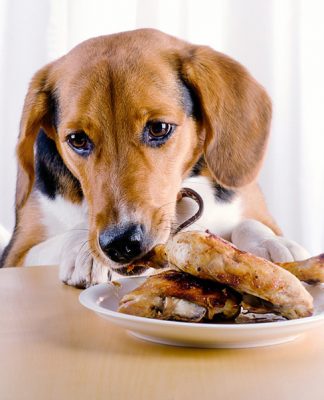 Human Foods You Should Never Feed Your Dog or Cat-petsourcing