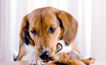 Human Foods You Should Never Feed Your Dog or Cat-petsourcing