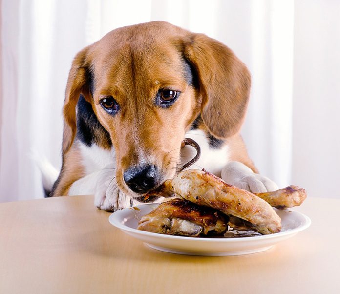 Human Foods You Should Never Feed Your Dog or Cat-petsourcing