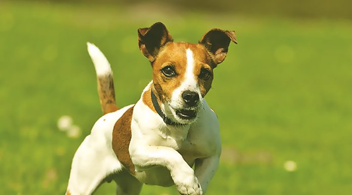 Nutrition Basics for Small Dog Breeds