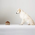 Should You Switch Your Dog’s Food