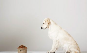 Should You Switch Your Dog’s Food?