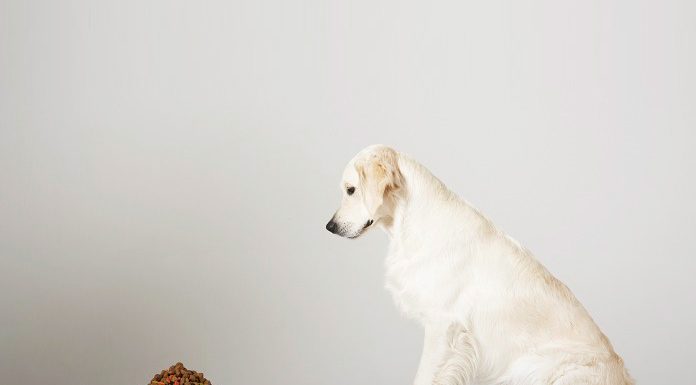 Should You Switch Your Dog’s Food?