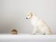 Should You Switch Your Dog’s Food?