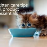 kitten care tips & product essentials-petsoucring