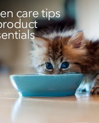 caring for your kitten product essential & pet care tips