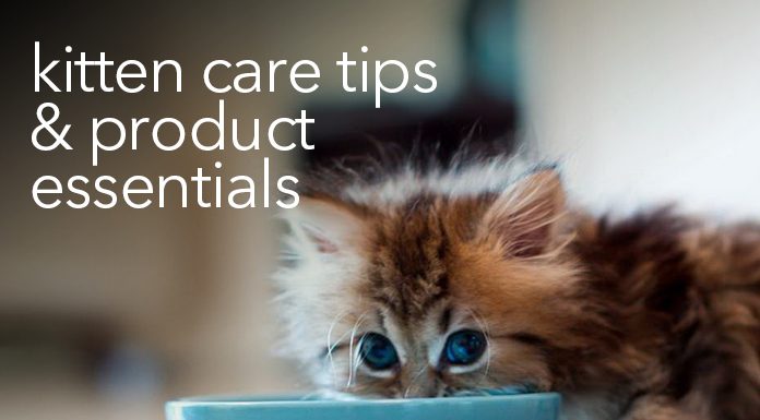 caring for your kitten product essential & pet care tips