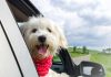 Are you ready for your puppy's first car ride-petsourcing