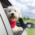 Are you ready for your puppy’s first car ride-petsourcing