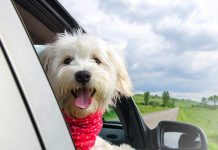 Are you ready for your puppy's first car ride-petsourcing