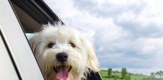 Are you ready for your puppy's first car ride-petsourcing