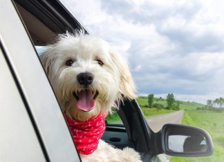 Are you ready for your puppy's first car ride-petsourcing