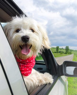 Are you ready for your puppy’s first car ride Are you ready for your puppy's first car ride-petsourcing