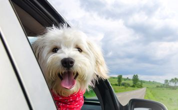 Are you ready for your puppy's first car ride-petsourcing