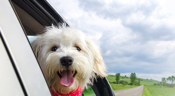 Are you ready for your puppy’s first car ride Are you ready for your puppy's first car ride-petsourcing
