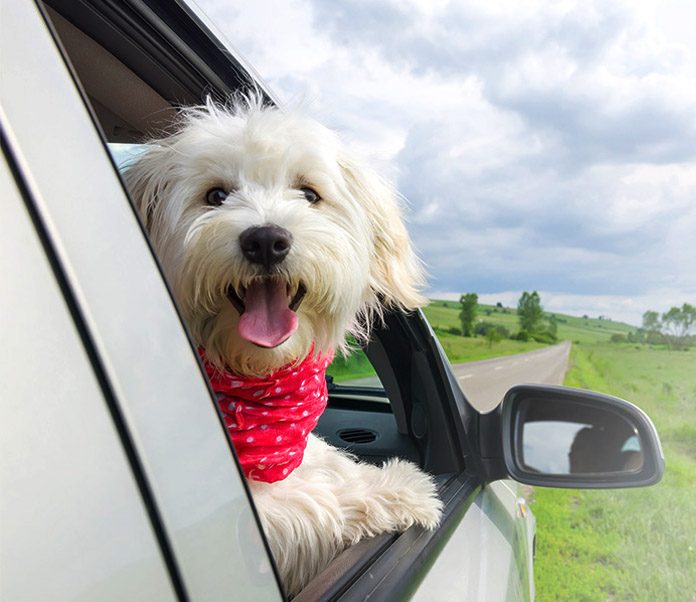 Are you ready for your puppy's first car ride-petsourcing