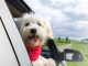 Are you ready for your puppy's first car ride-petsourcing