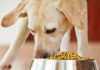 Food-Sensitive Die-Does Your Dog Need One-petsourcing