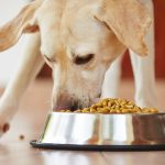 Food-Sensitive Die-Does Your Dog Need One-petsourcing