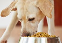 Food-Sensitive Die-Does Your Dog Need One-petsourcing