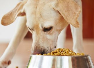 Food-Sensitive Die-Does Your Dog Need One-petsourcing