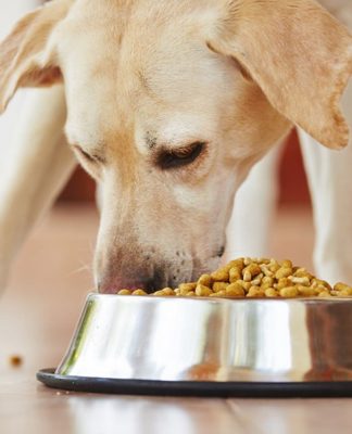Food-Sensitive Diet: Does Your Dog Need One? Food-Sensitive Die-Does Your Dog Need One-petsourcing