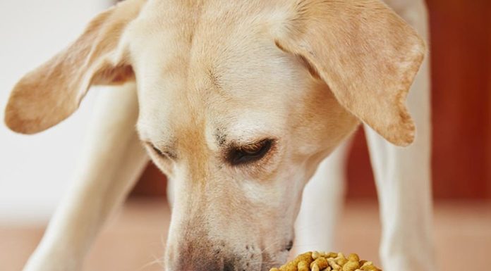 Food-Sensitive Die-Does Your Dog Need One-petsourcing