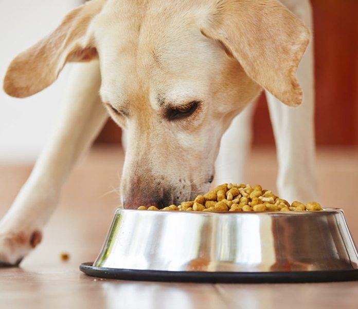 Food-Sensitive Die-Does Your Dog Need One-petsourcing