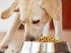 Food-Sensitive Die-Does Your Dog Need One-petsourcing