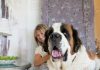 How to Feed Your Large Breed Dog-petsourcing