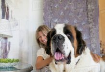 How to Feed Your Large Breed Dog-petsourcing