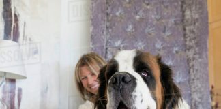 How to Feed Your Large Breed Dog-petsourcing