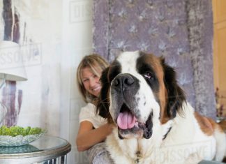 How to Feed Your Large Breed Dog-petsourcing