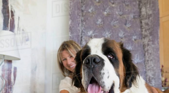 How to Feed Your Large Breed Dog-petsourcing