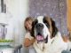 How to Feed Your Large Breed Dog How to Feed Your Large Breed Dog-petsourcing