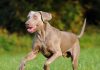 Keeping Your Pet Healthy and Fit-petsourcing