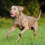 Keeping Your Pet Healthy and Fit-petsourcing