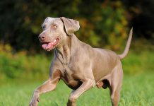 Keeping Your Pet Healthy and Fit-petsourcing