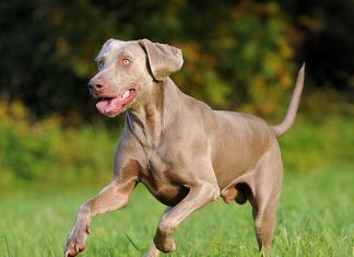 Keeping Your Pet Healthy and Fit-petsourcing