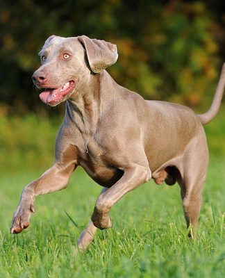 Keeping Your Pet Healthy and Fit-petsourcing