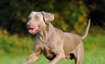 Keeping Your Pet Healthy and Fit-petsourcing