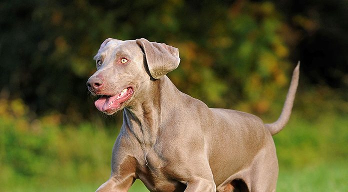 Keeping Your Pet Healthy and Fit-petsourcing