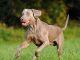 Keeping Your Pet Healthy and Fit Keeping Your Pet Healthy and Fit-petsourcing