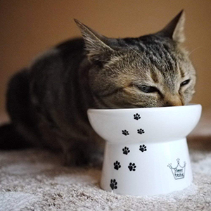 Necoichi Raised Cat Food Bowl -petsourcing