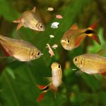 Petsourcing-how to Feeding Your Fish